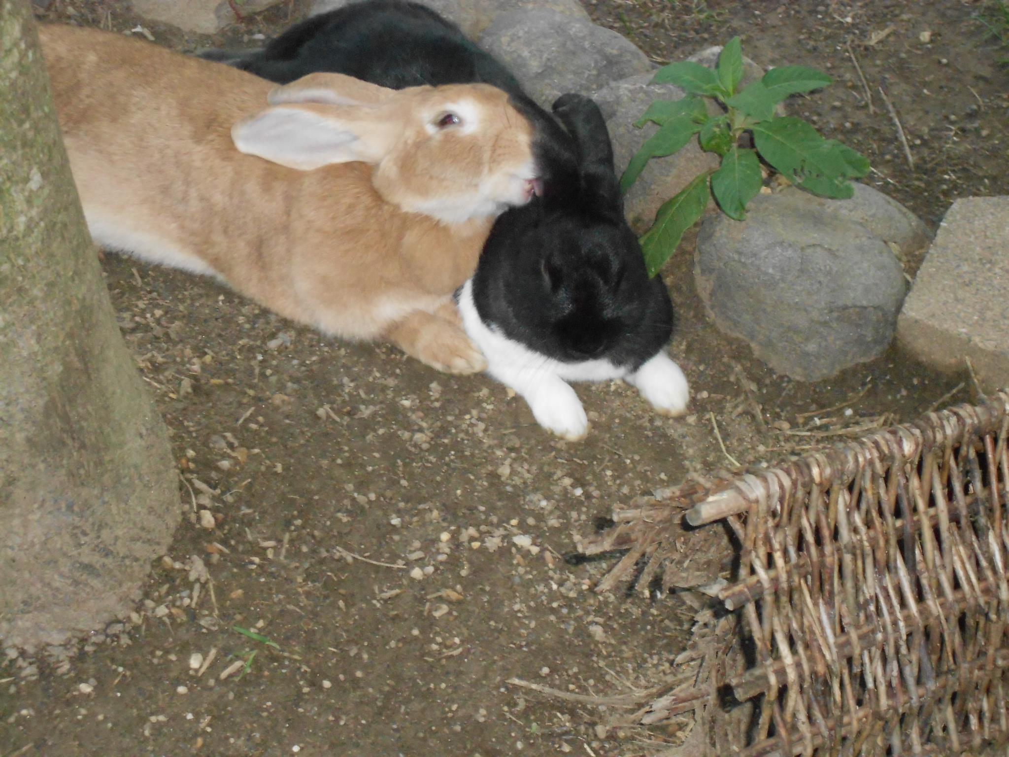 two female rabbits fighting